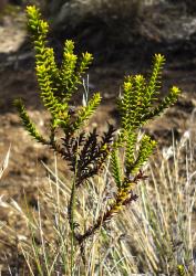 Veronica odora × tetragona subsp. tetragona. Habit, Rangipo Desert.
 Image: P.J. Garnock-Jones © P.J. Garnock-Jones CC-BY-NC 3.0 NZ